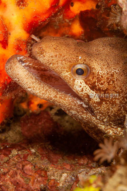 巨型马里鳗鱼(Gymnothorax javanicus)默里